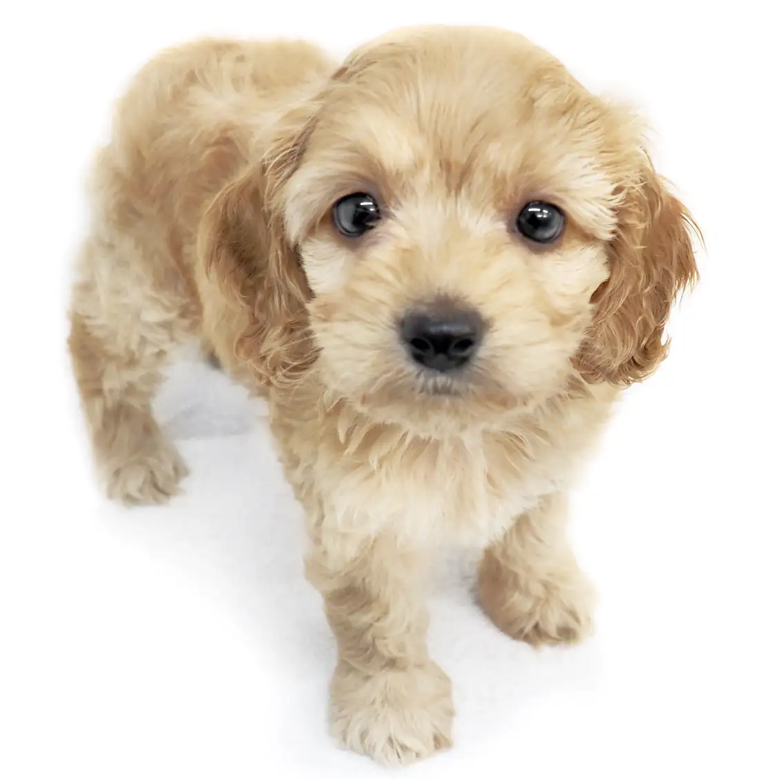 MIX(アメリカンコッカースパニエル×トイプードル)