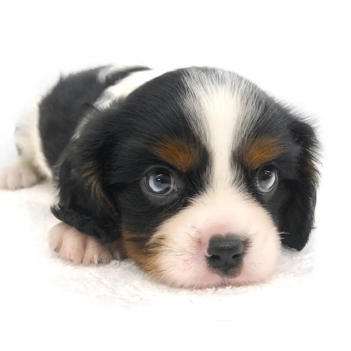 キャバリア・キングチャールズ・スパニエル