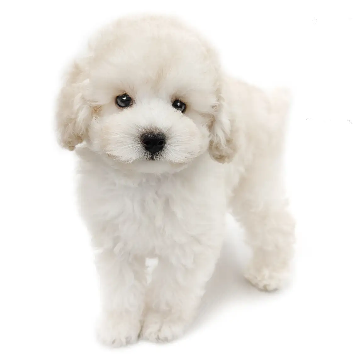 トイ・プードル