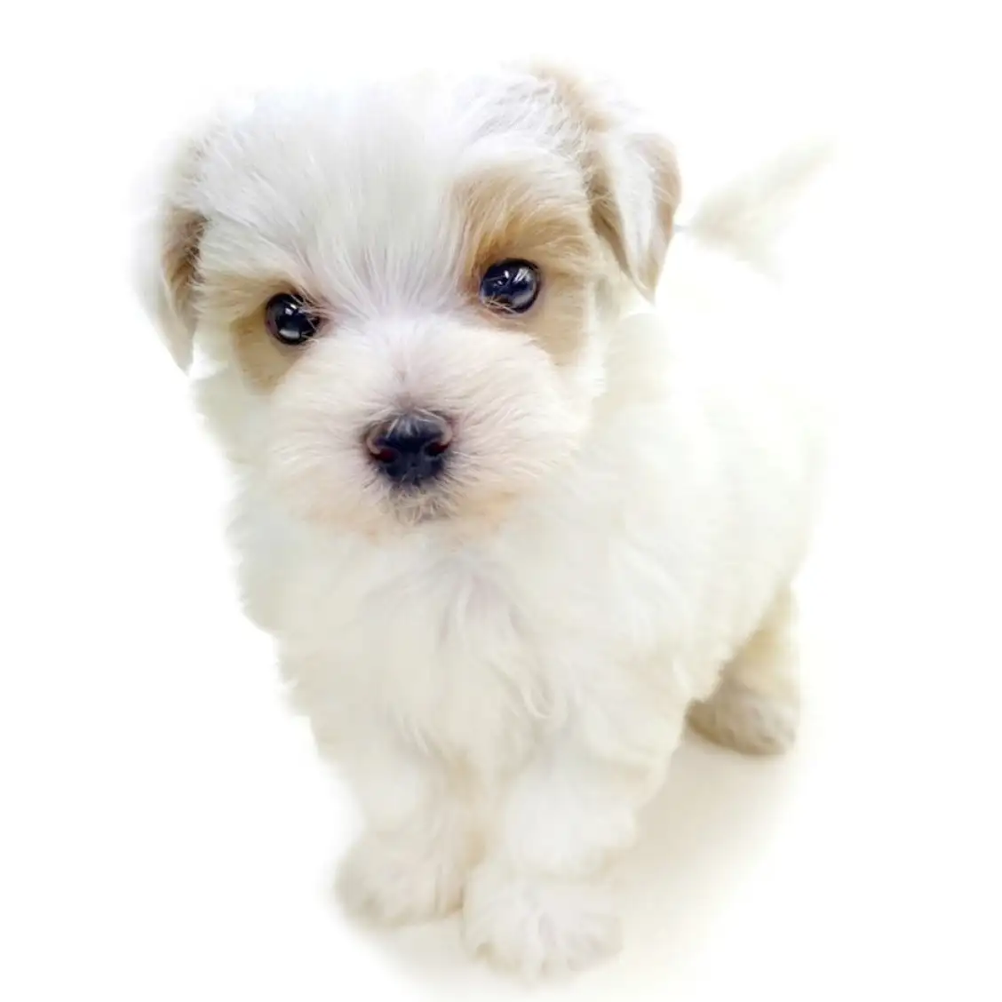 MIX(トイプードル×マルチーズ)