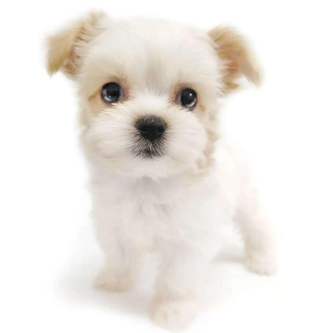 MIX（マルチーズ×チワワ）