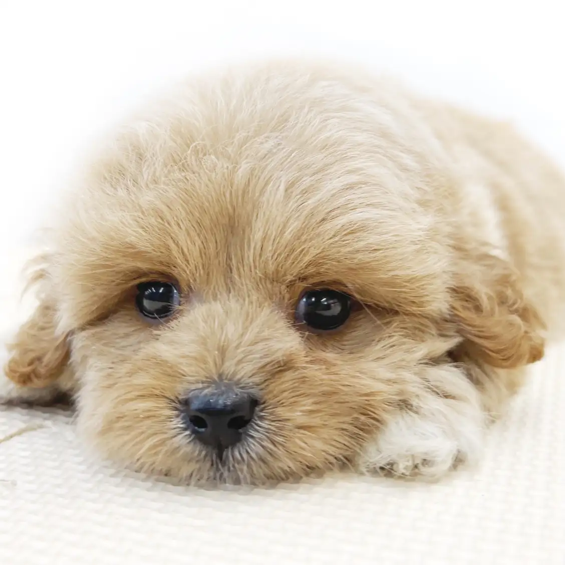 MIX(ペキニーズ×トイプードル)