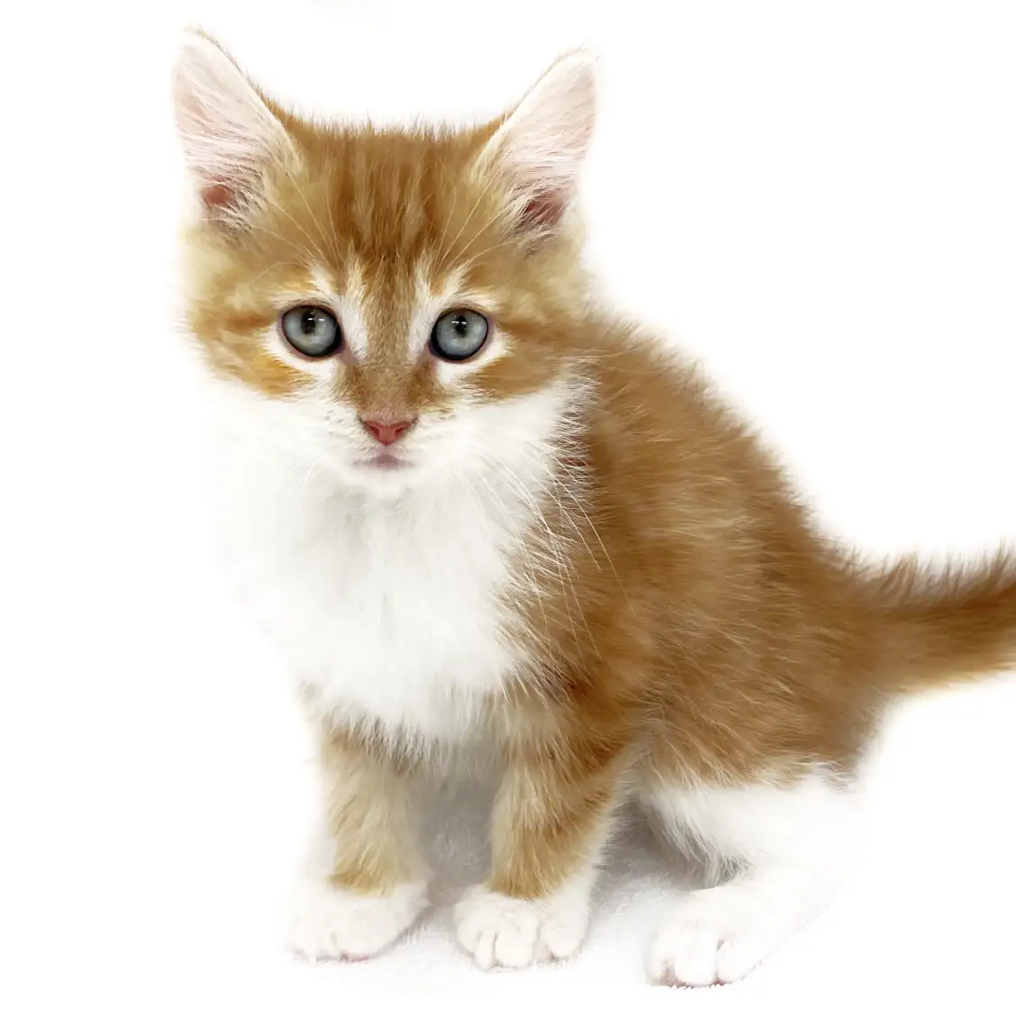 ノルウェージャンフォレストキャット