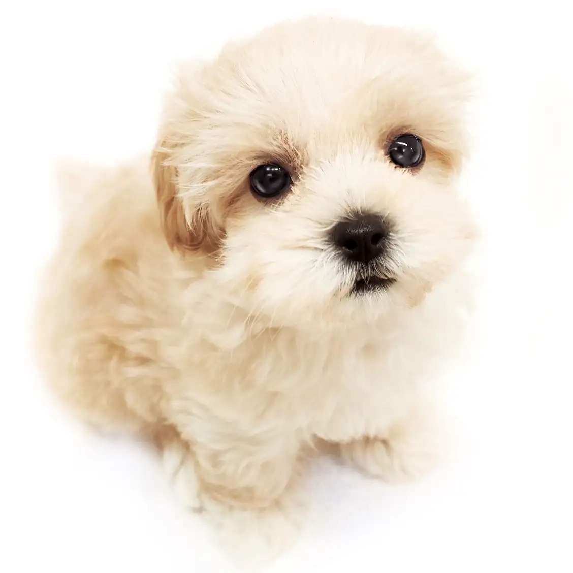 MIX(マルチーズ×トイプードル)