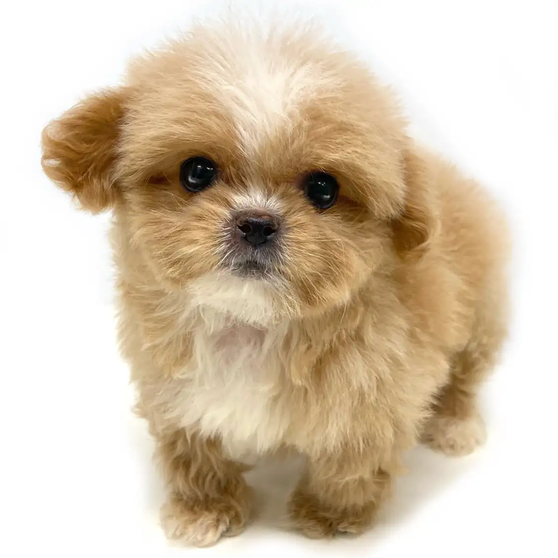 MIX(ペキニーズ×トイプードル)