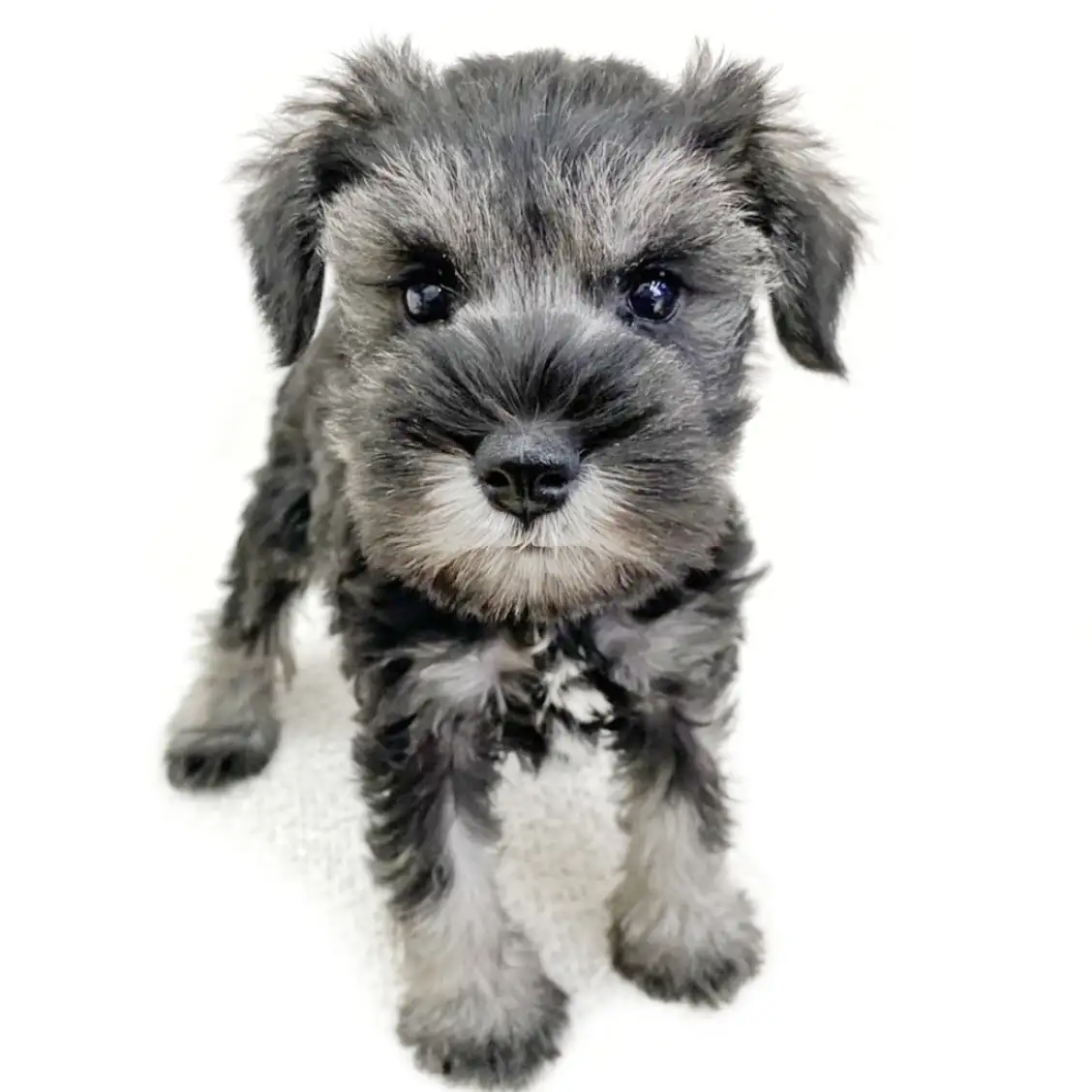 ミニチュア・シュナウザー