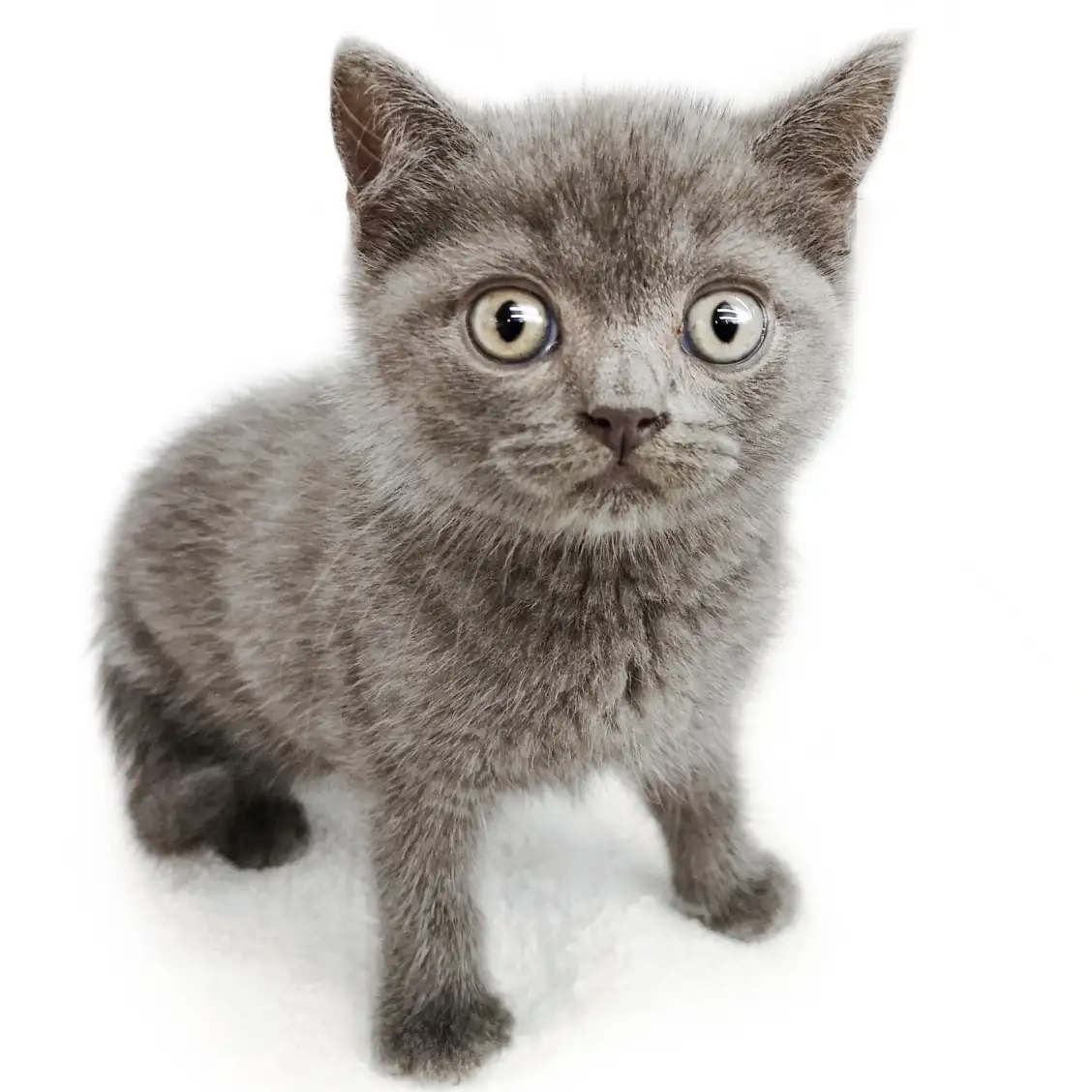 ブリティッシュショートヘア