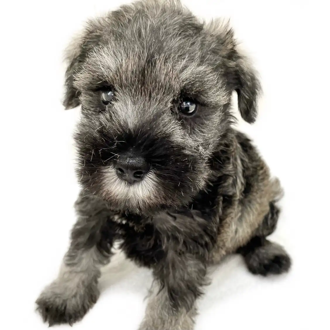 ミニチュア・シュナウザー