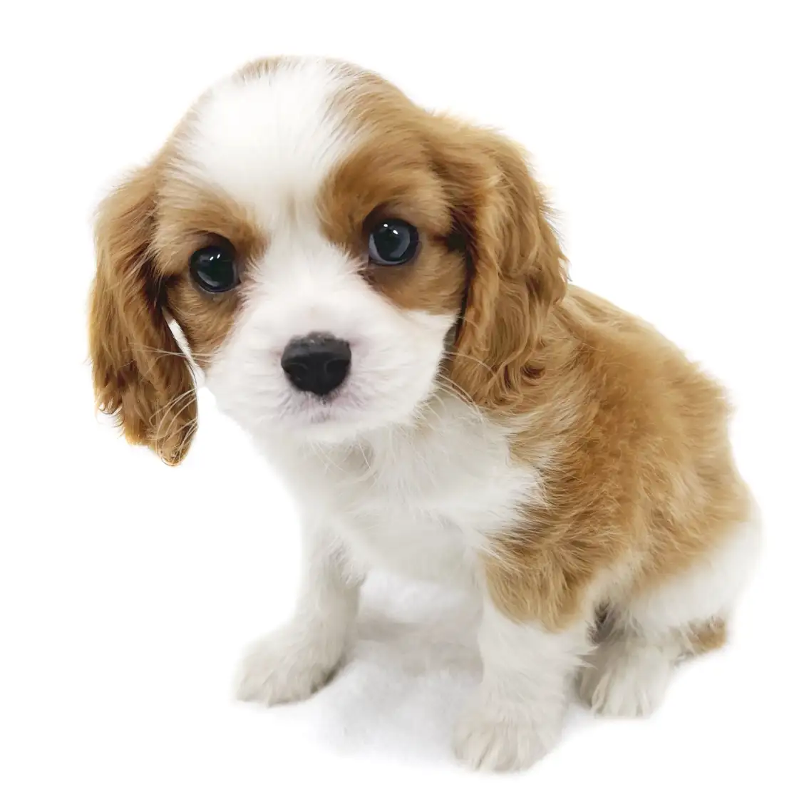 キャバリア・キングチャールズ・スパニエル