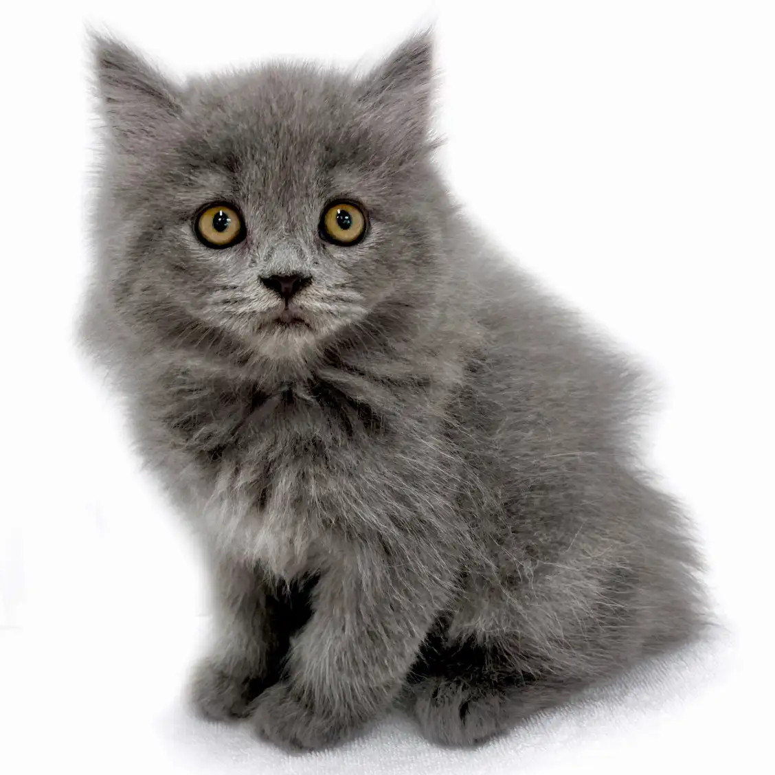 ブリティッシュロングヘア