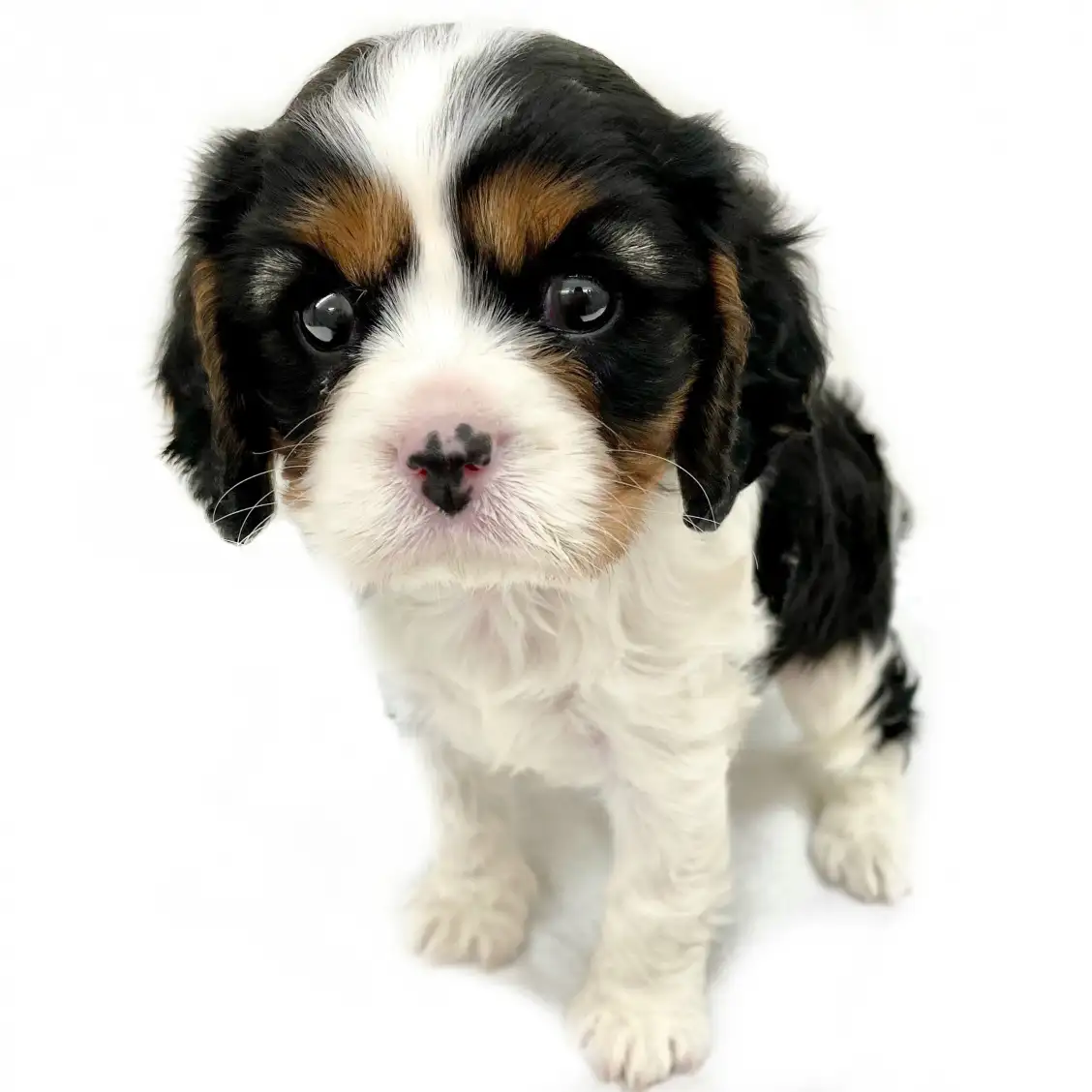 キャバリア・キングチャールズ・スパニエル