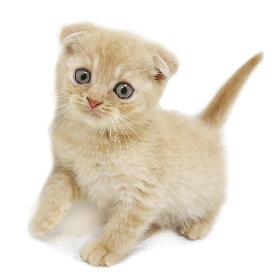 スコティッシュフォールド