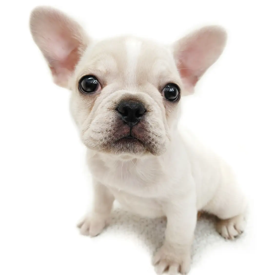 フレンチブルドッグ