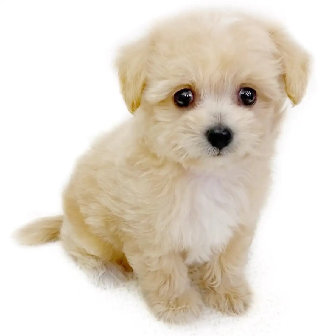 MIX(チワワ×トイプードル)