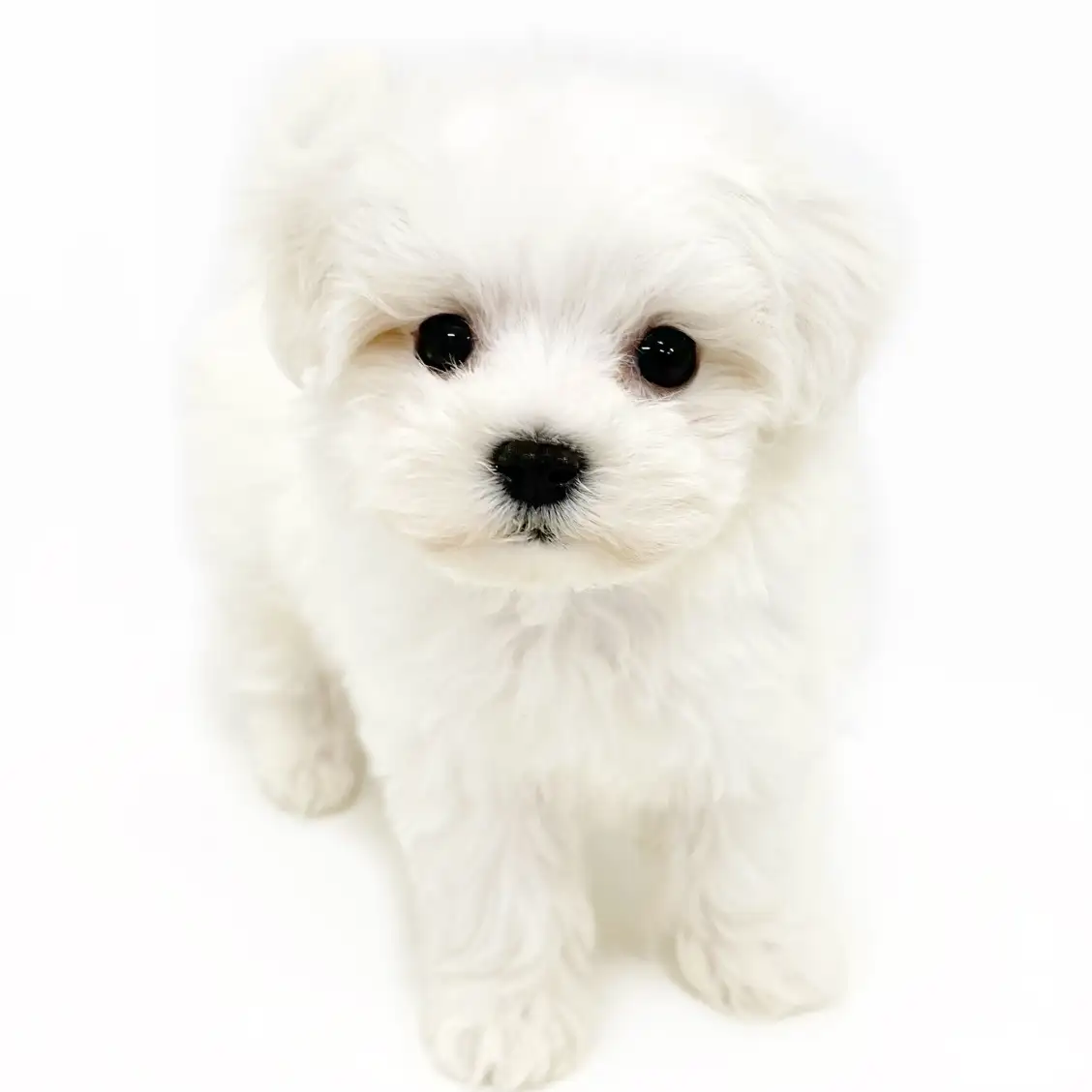 MIX（マルチーズ×ビションフリーゼ）