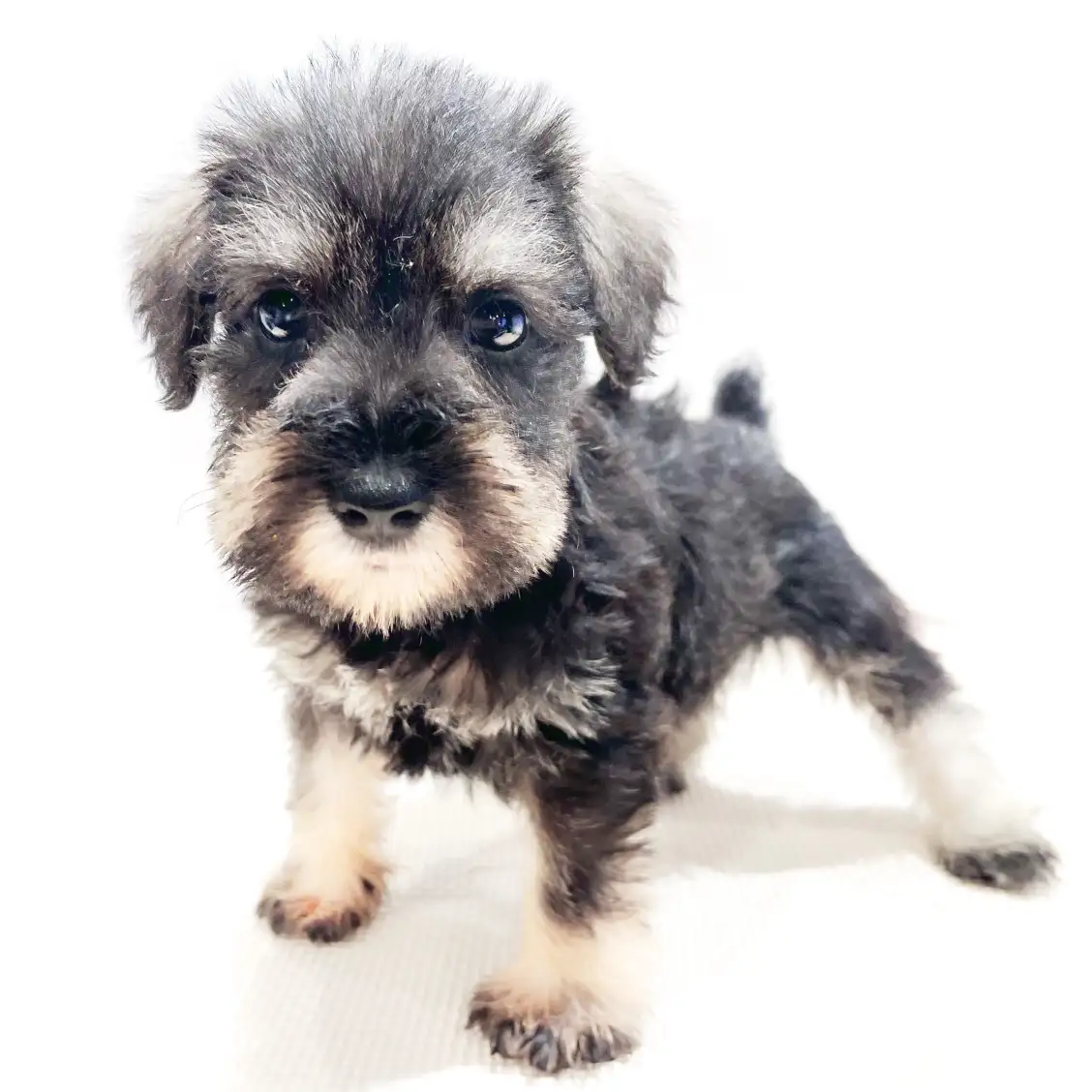 ミニチュア・シュナウザー