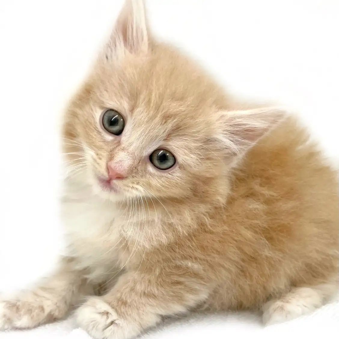 ノルウェージャンフォレストキャット