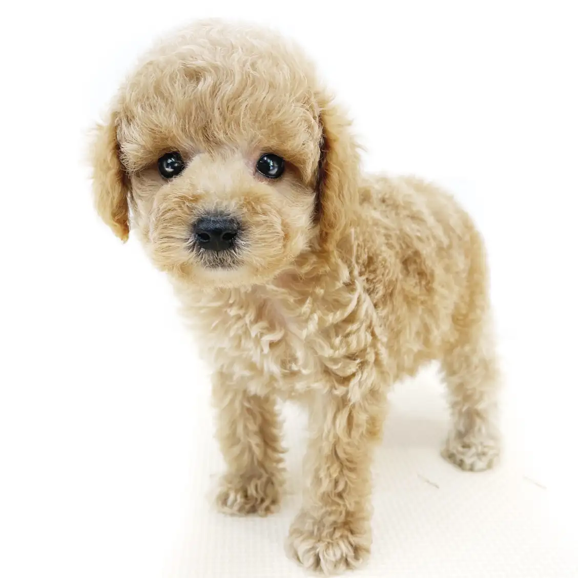 トイ・プードル