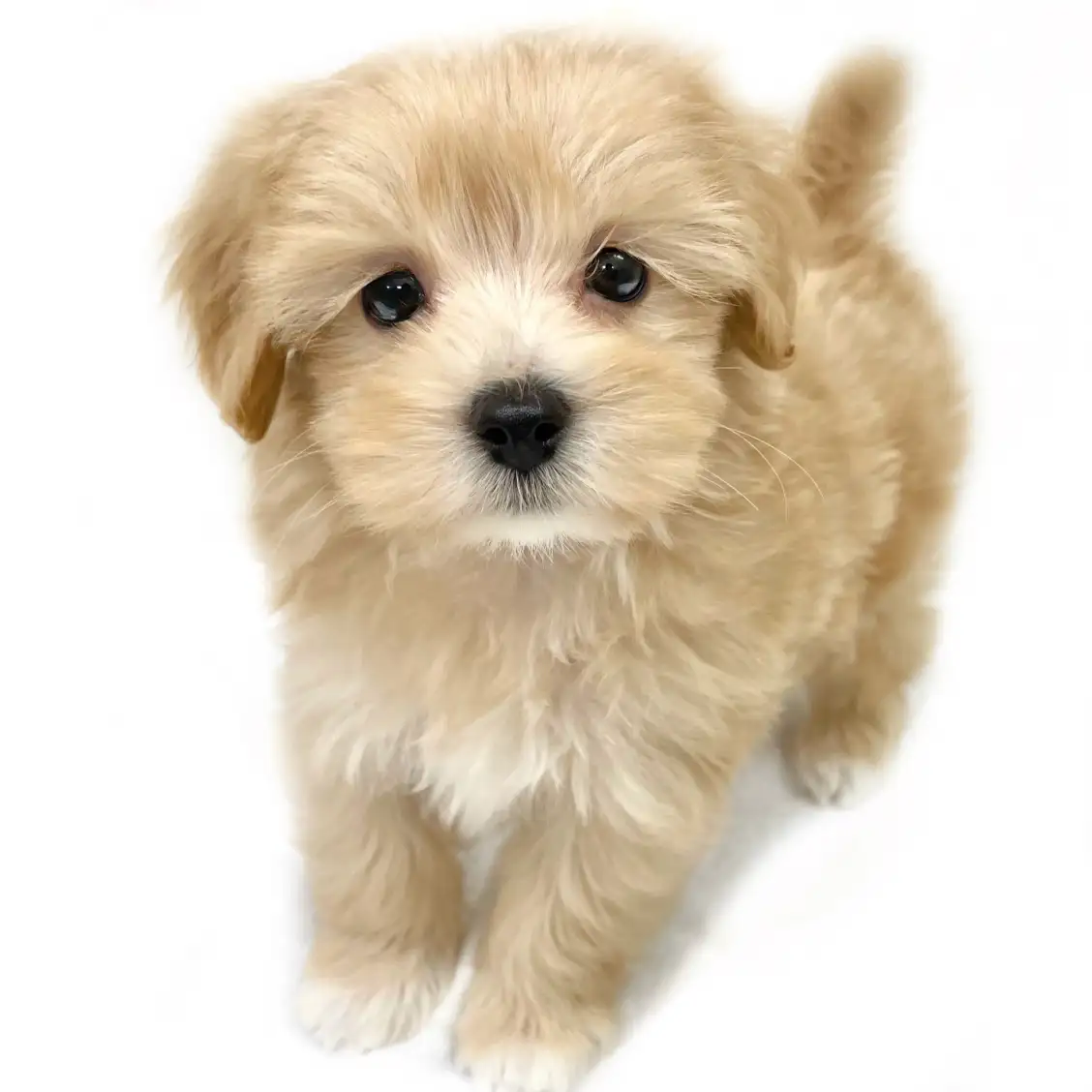 MIX（マルチーズ×トイプードル）