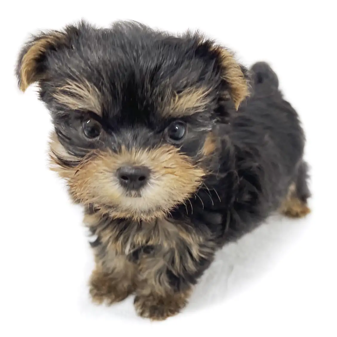 ヨークシャーテリア