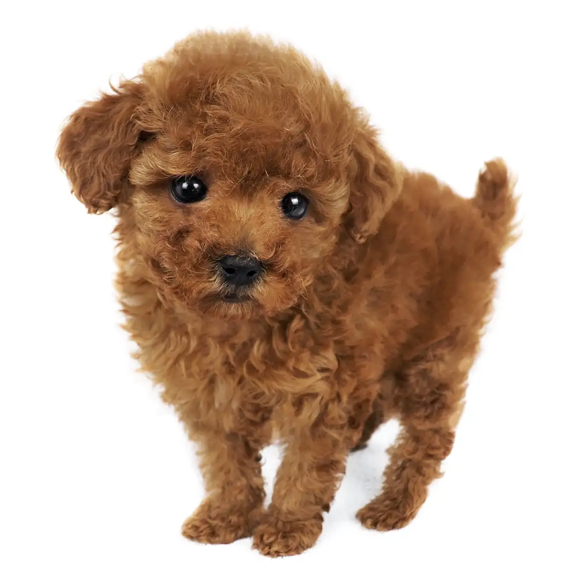 トイ・プードル