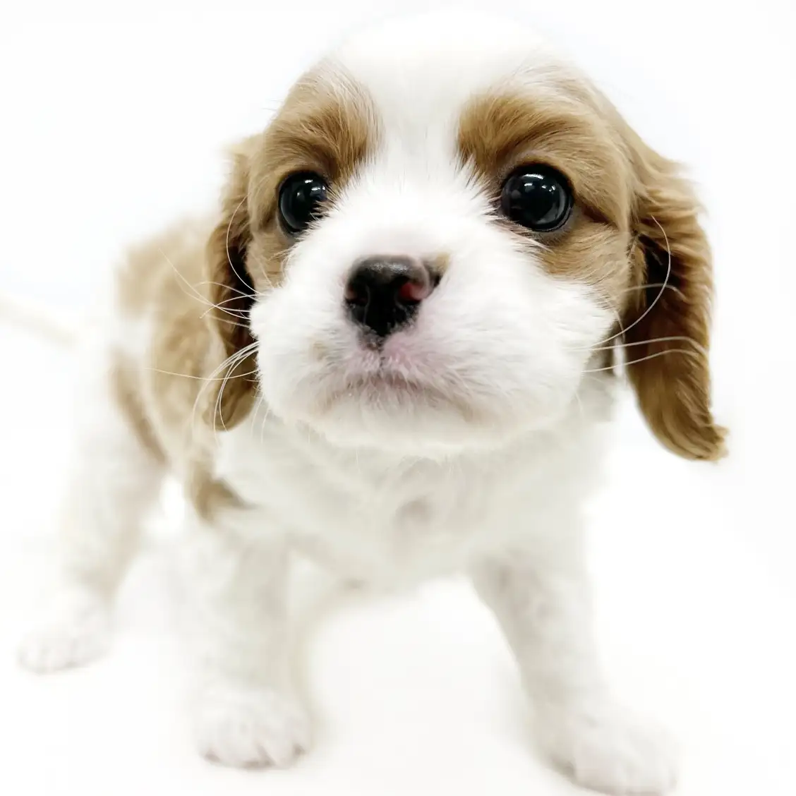 キャバリア・キングチャールズ・スパニエル