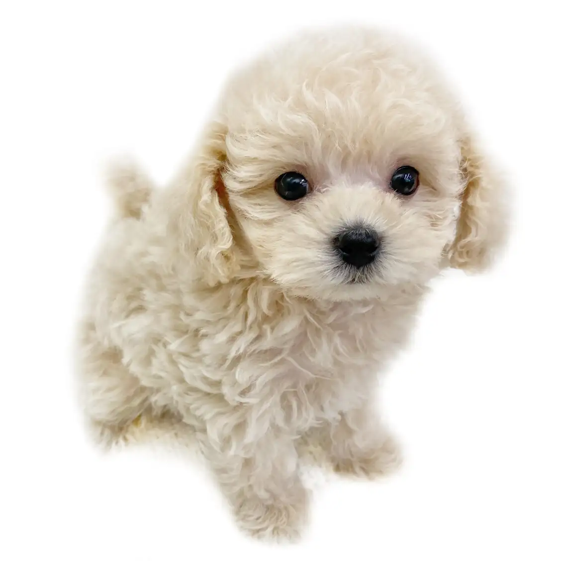 MIX(マルチーズ×トイプードル)