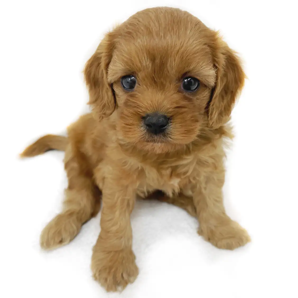 MIX(トイプードル×キャバリアキングチャールズスパニエル)