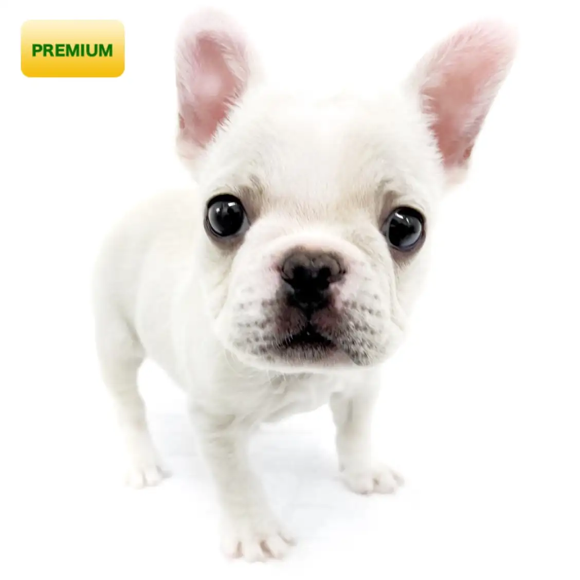 フレンチブルドッグ