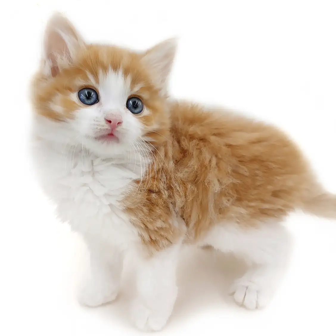 ノルウェージャンフォレストキャット