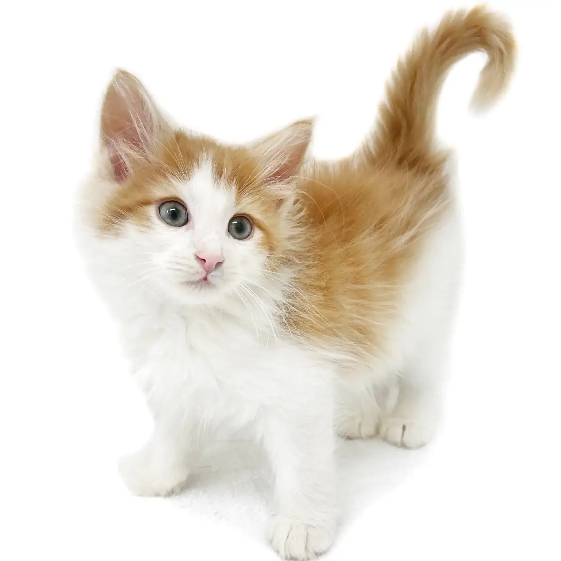 ノルウェージャンフォレストキャット