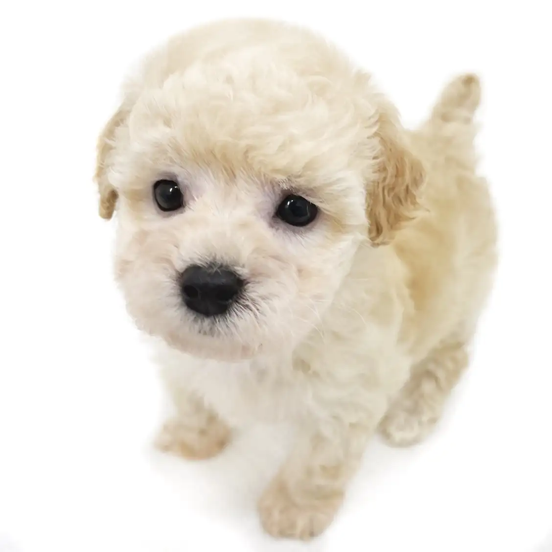 トイ・プードル