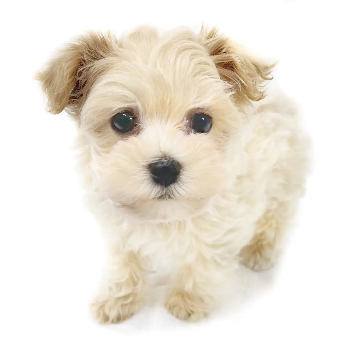 MIX(トイプードル×マルチーズ)