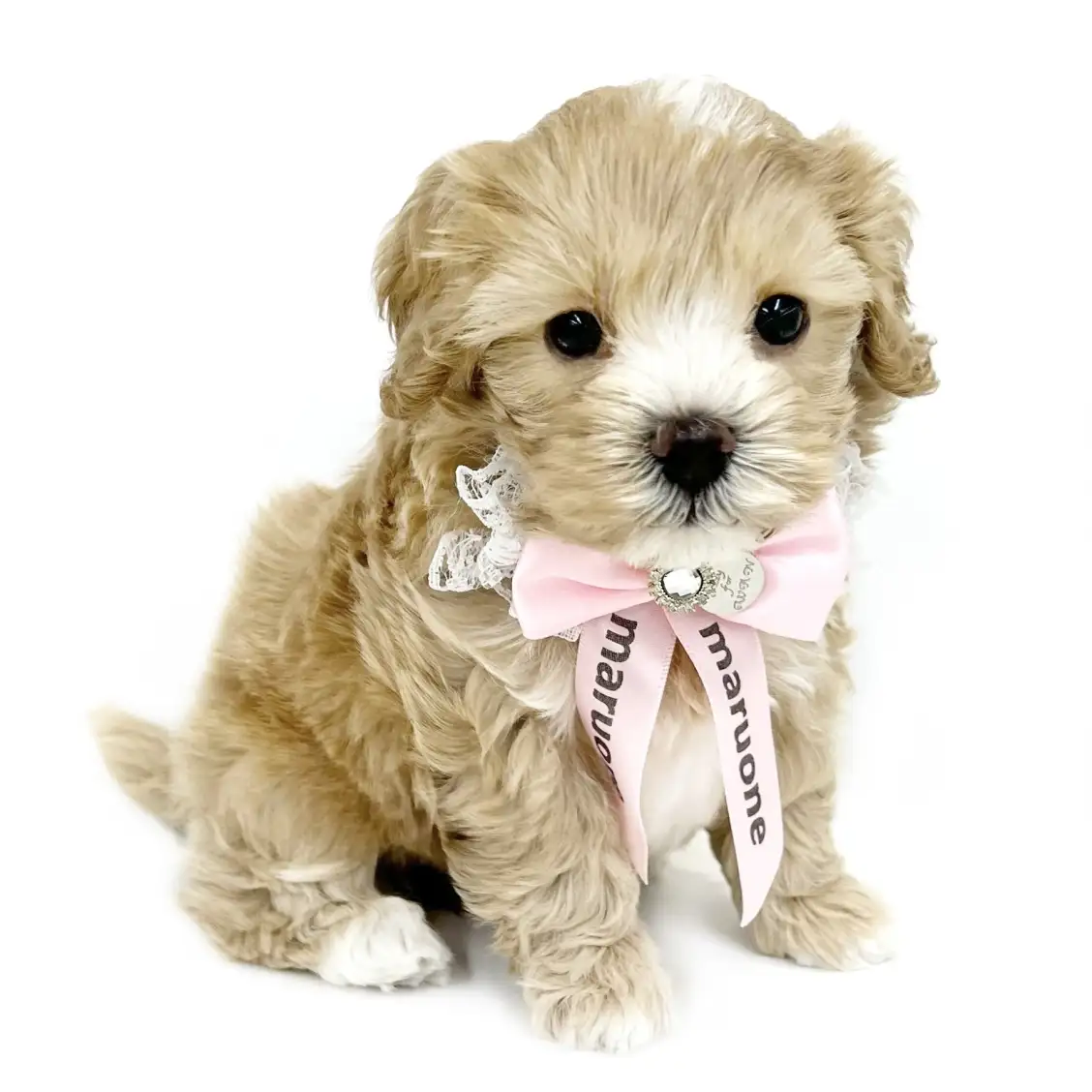 MIX(マルチーズ×トイプードル)