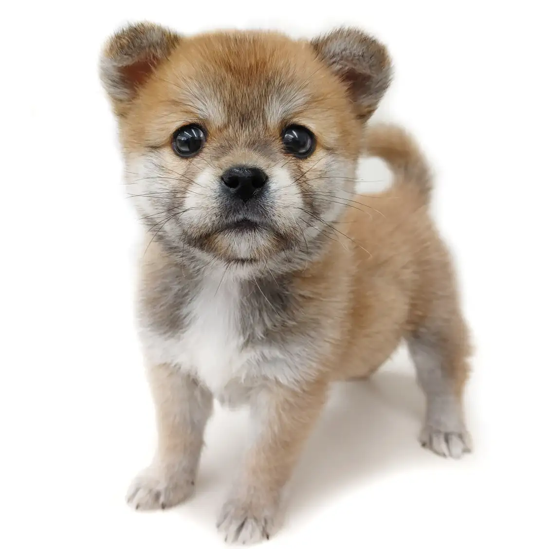 MIX(ペキニーズ×豆柴)