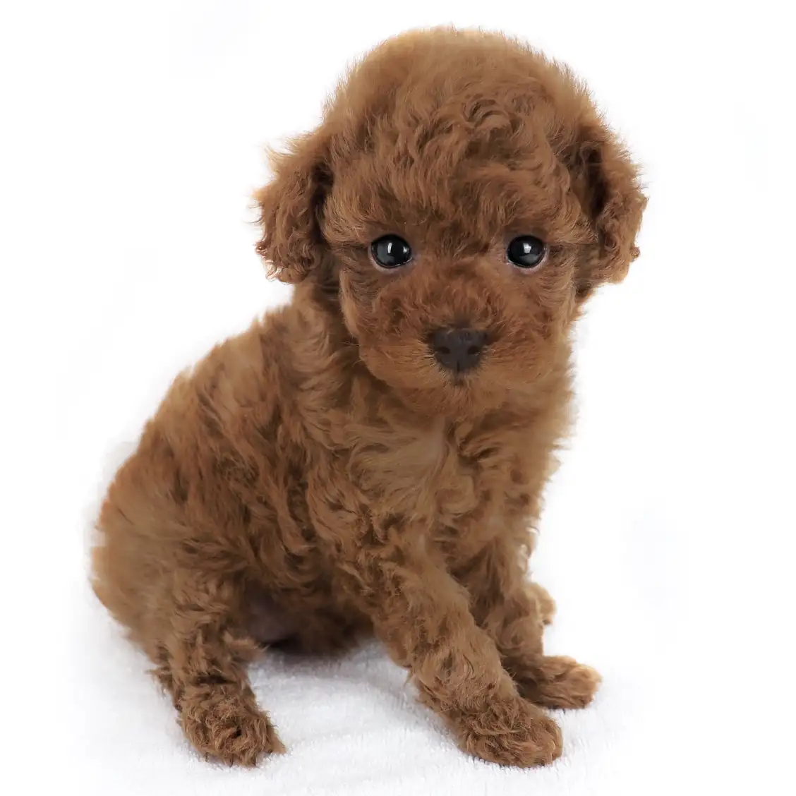 トイ・プードル