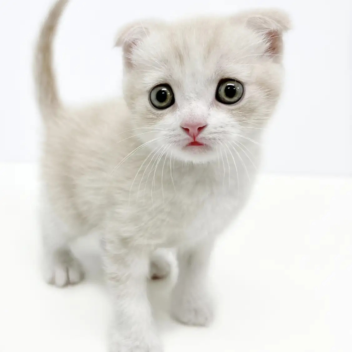 スコティッシュフォールド