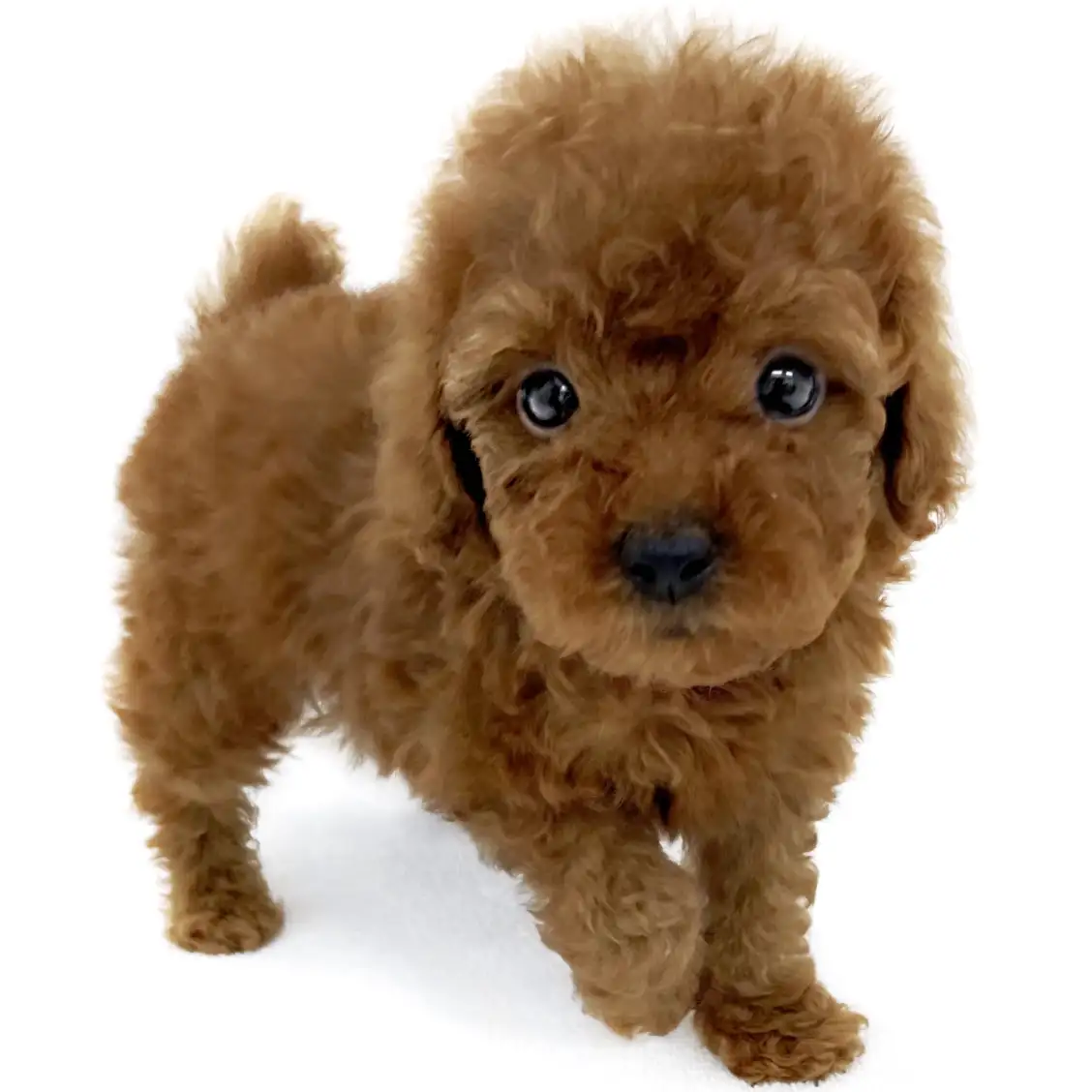 トイ・プードル