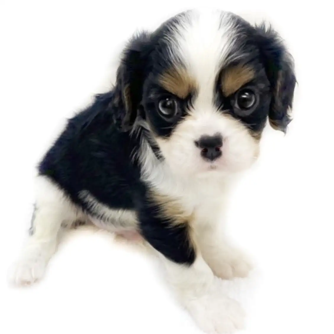 キャバリア・キングチャールズ・スパニエル