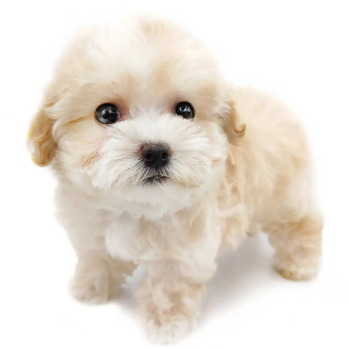 MIX(マルチーズ×トイプードル)