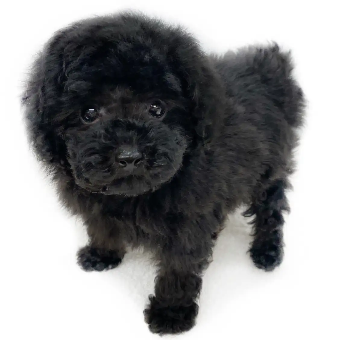 トイ・プードル