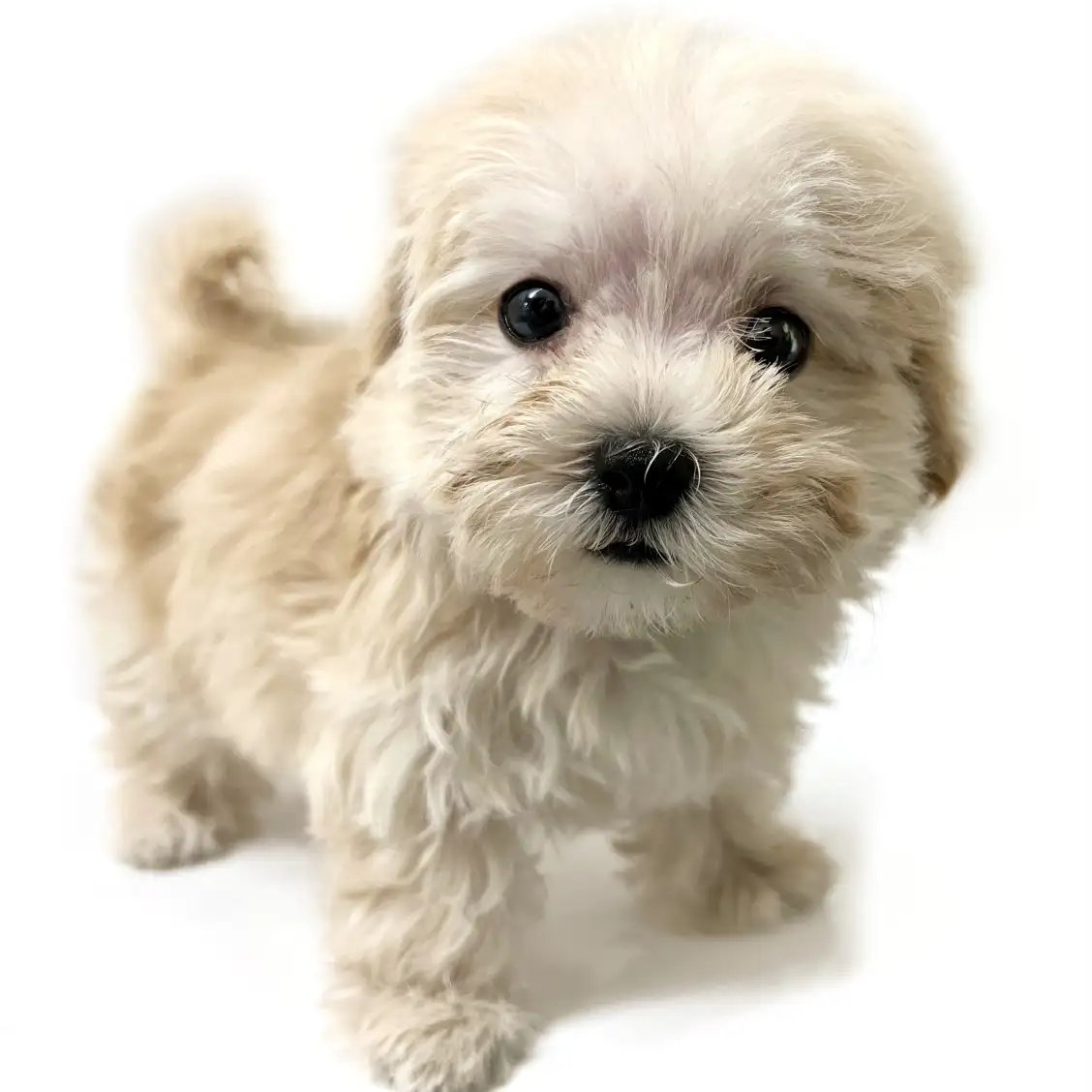 MIX(マルチーズ×トイプードル)