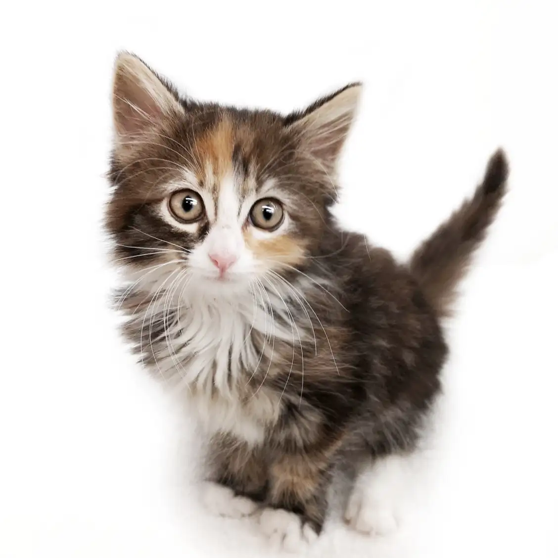 ノルウェージャンフォレストキャット