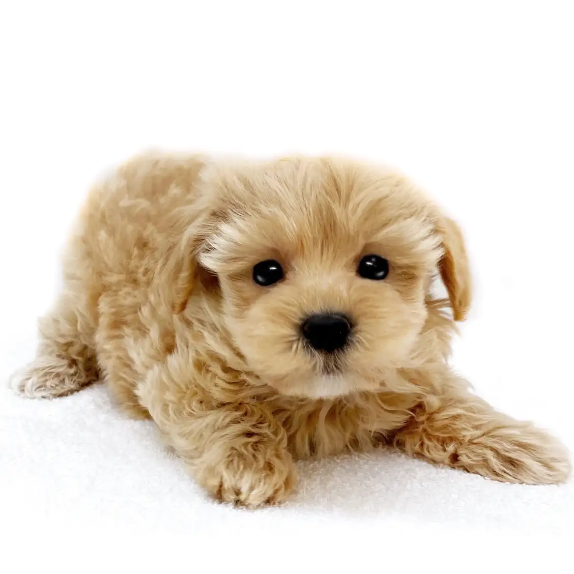 MIX(マルチーズ×トイプードル)