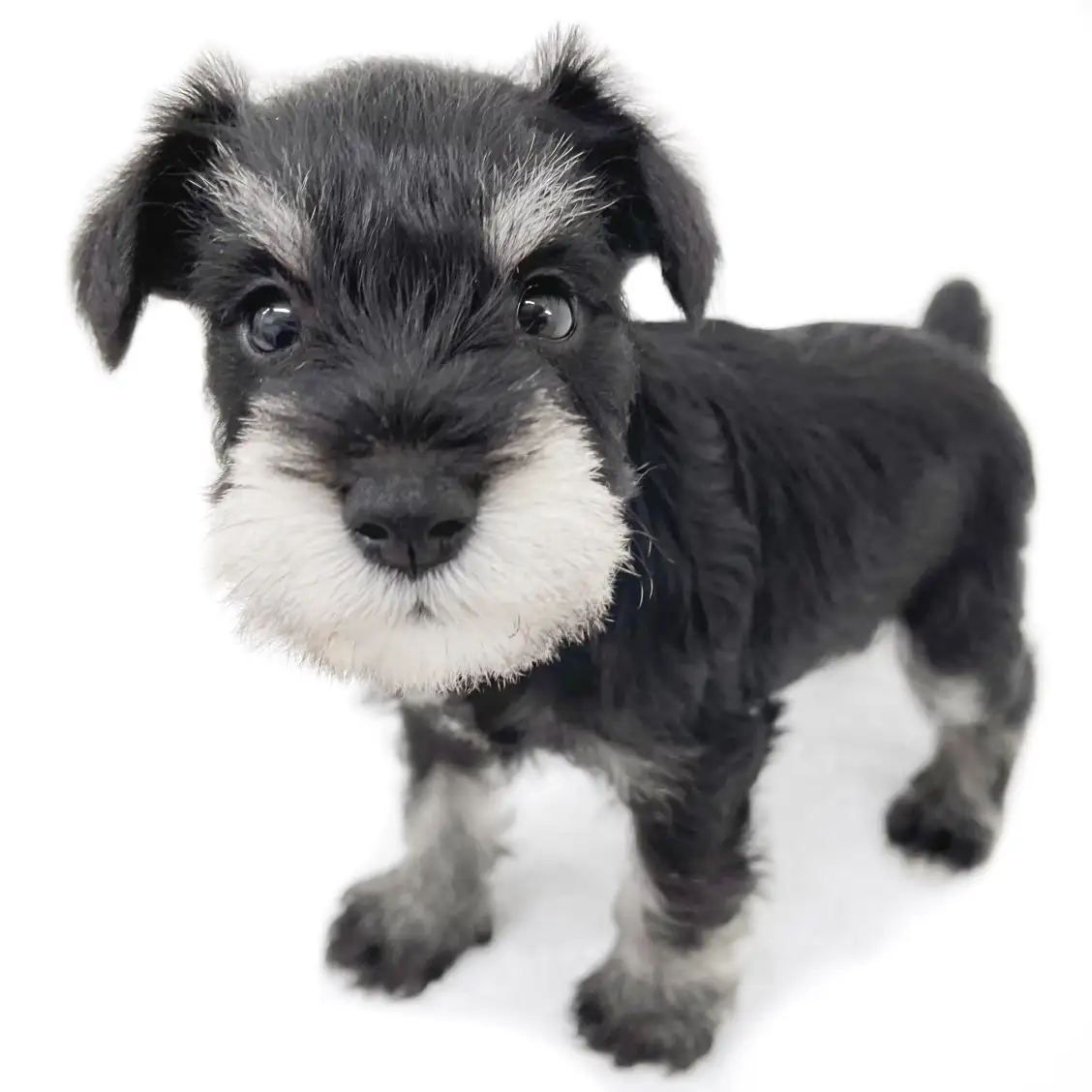 ミニチュア・シュナウザー