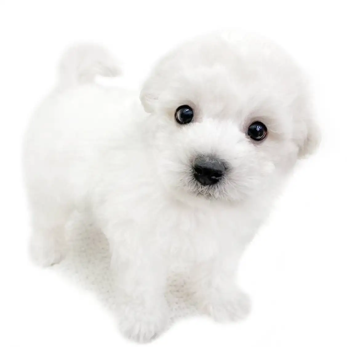 ビションフリーゼ