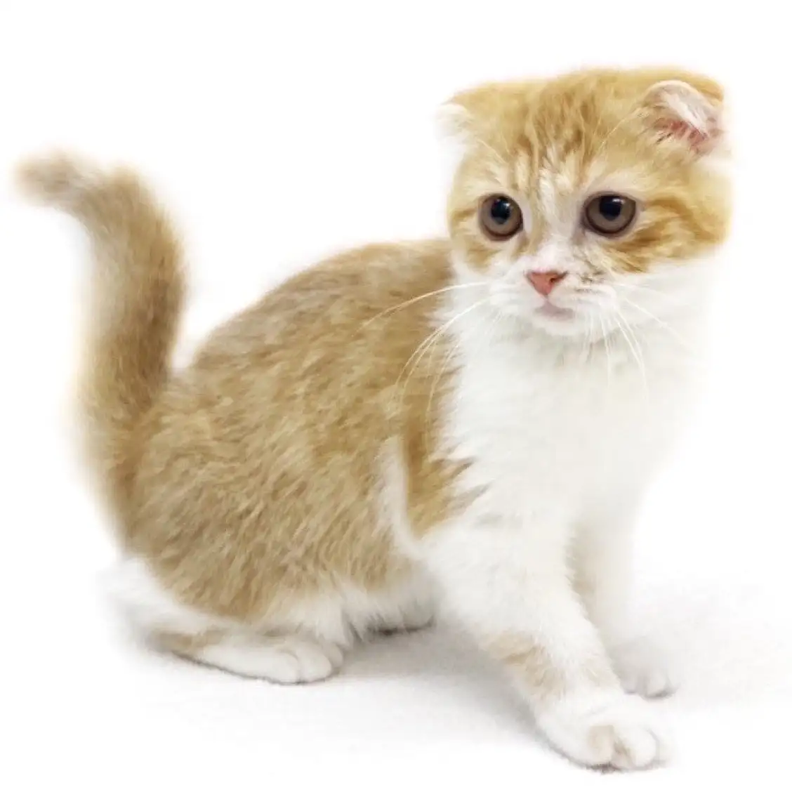 スコティッシュフォールド