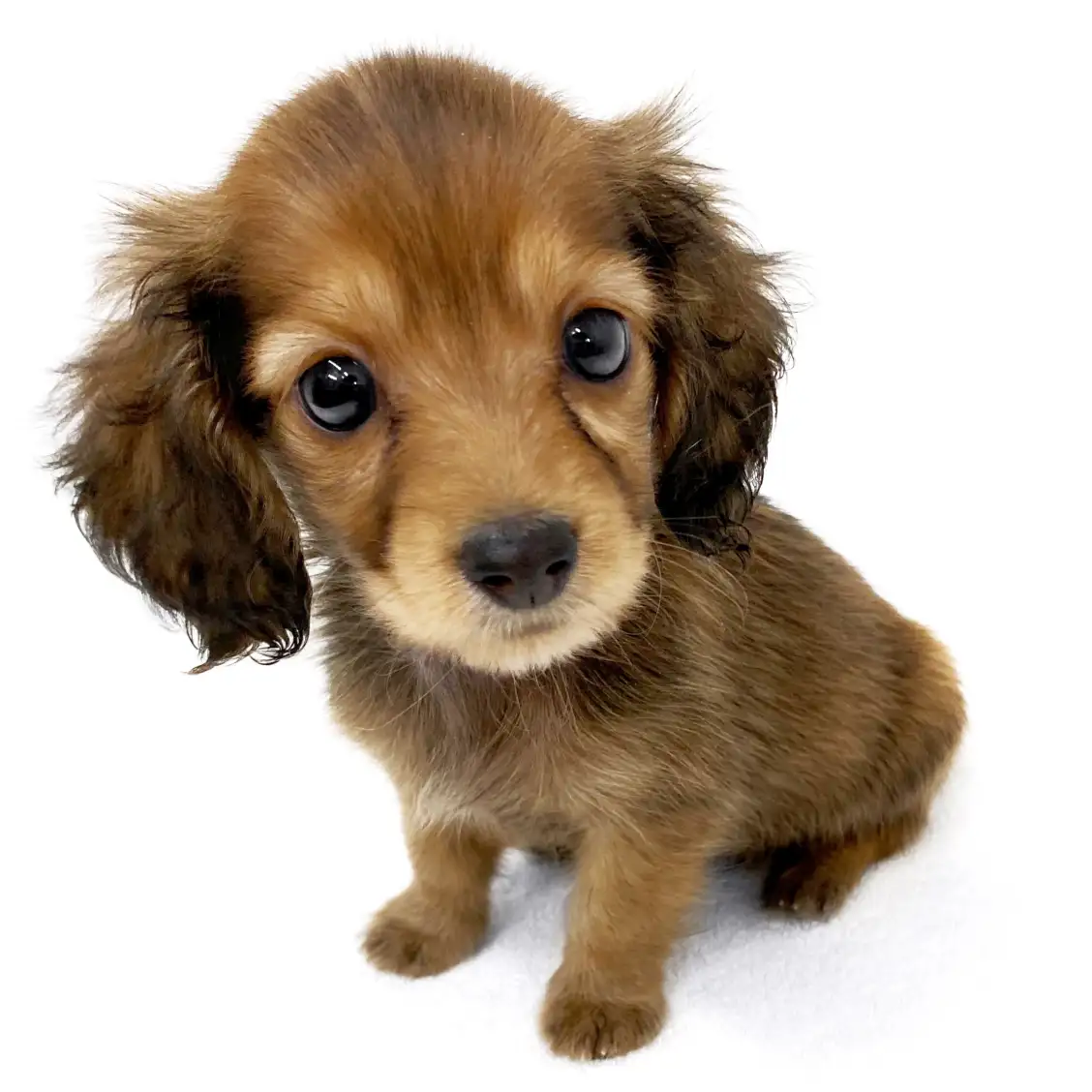 カニンヘン・ダックスフント