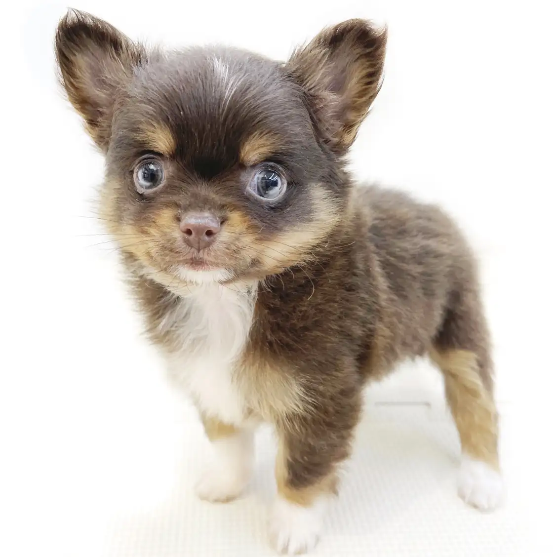 MIX(ポメラニアン×チワワ)