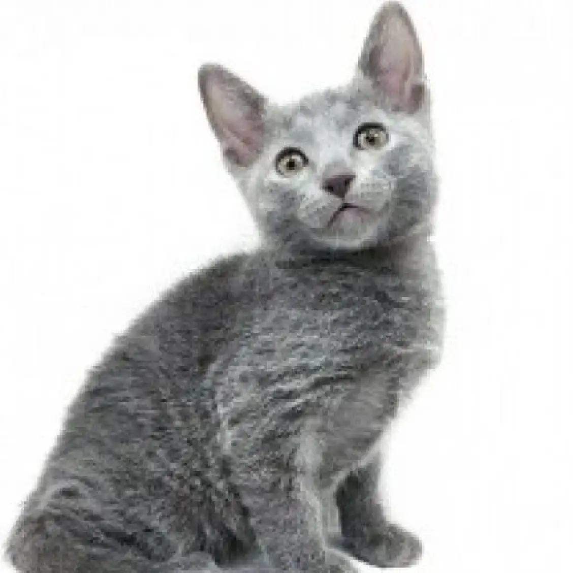 ロシアンブルー